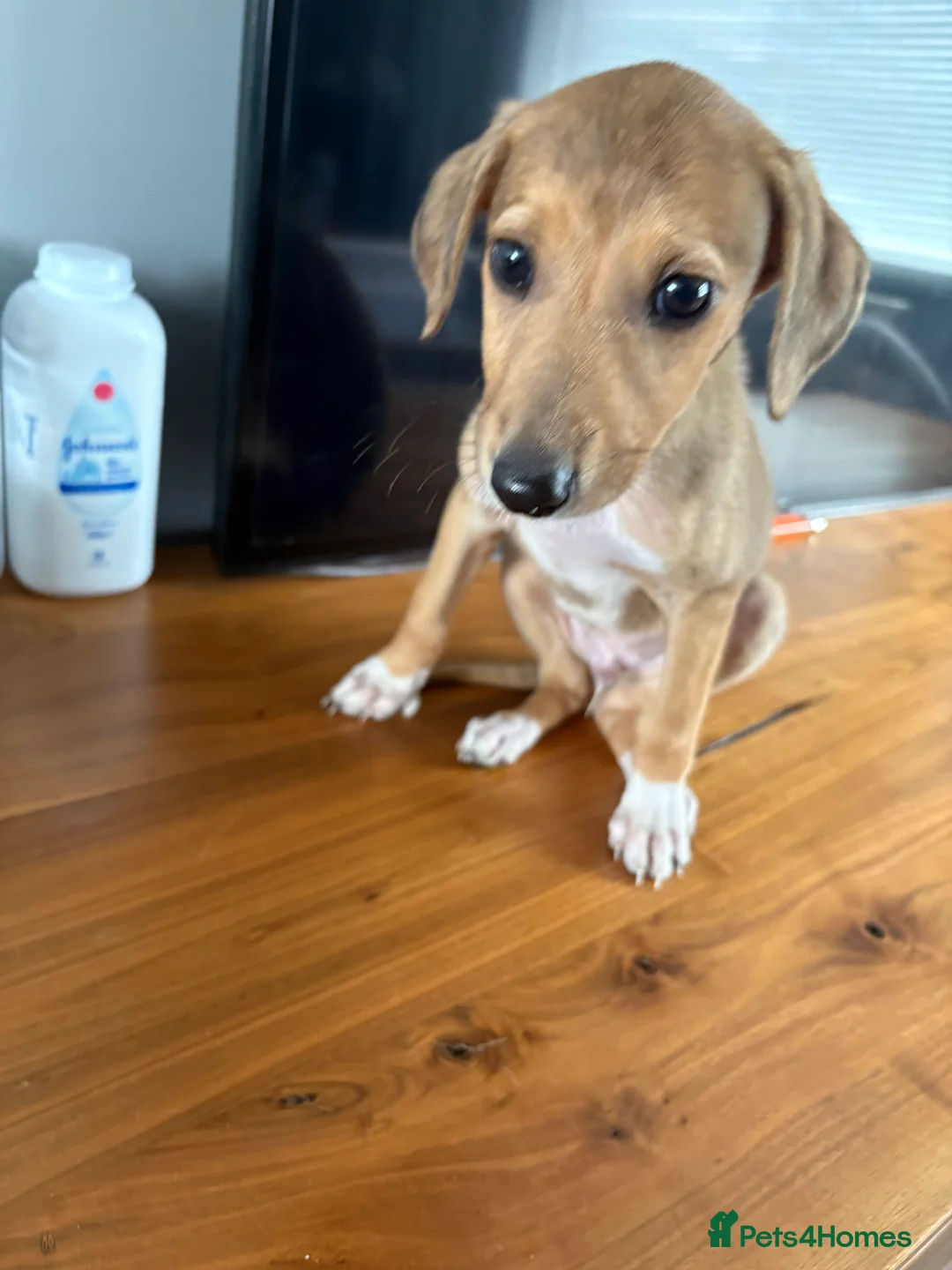 Mixed Breed dogs for sale: Saluki collie grey  in Middlesbrough - Advert 2