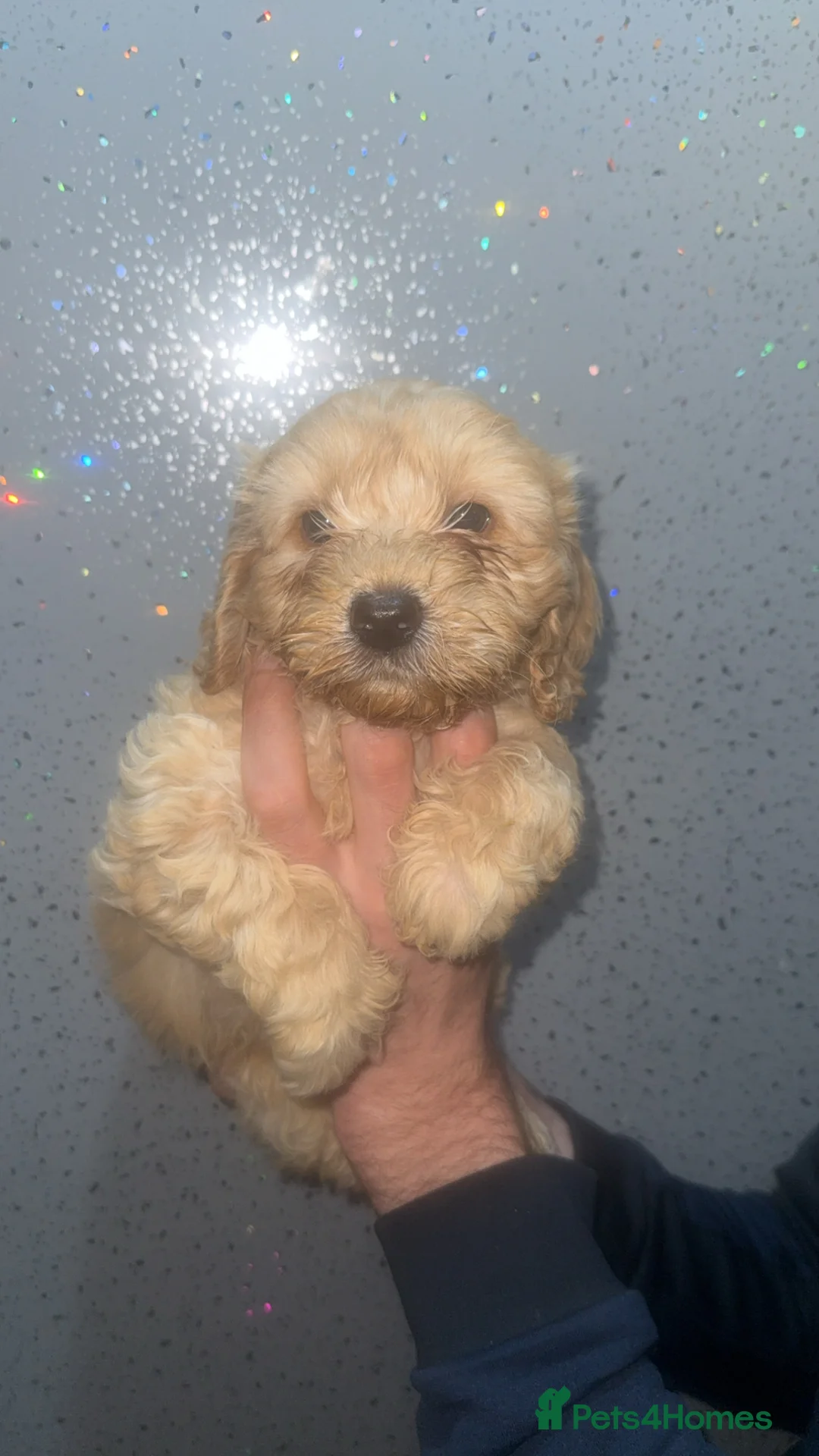 Cockapoo dogs for sale: F2 cockapoos  - Advert 2
