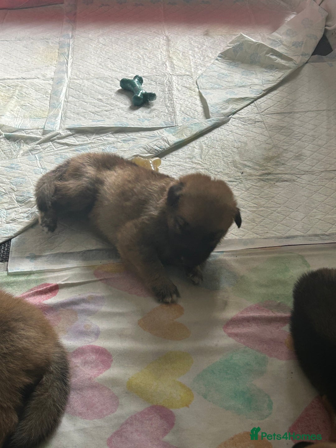 Shepsky dogs for sale: German shepherd x husky 3 weeks old  - Image 5