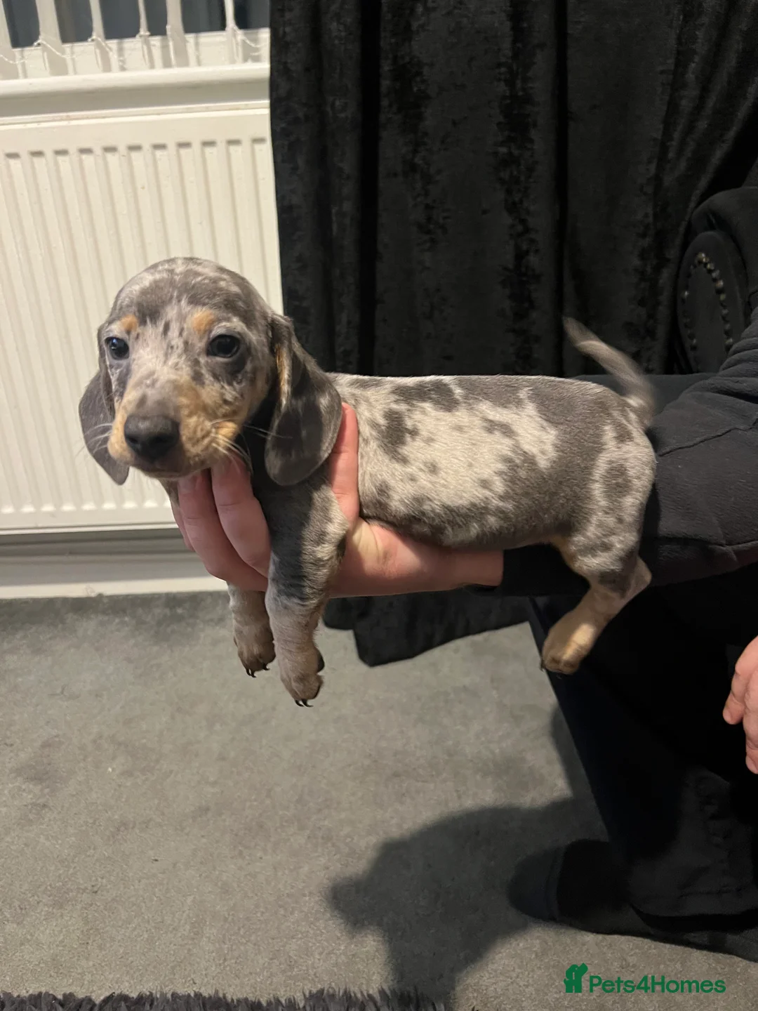 Dachshund dogs for sale: Miniature Dapple dachshunds READY NOW  - Advert 4