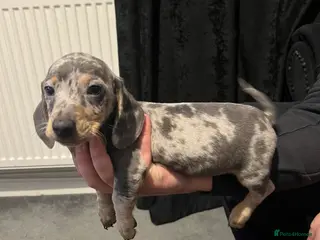Dachshund dogs Miniature Dapple dachshunds READY NOW - Advert 6