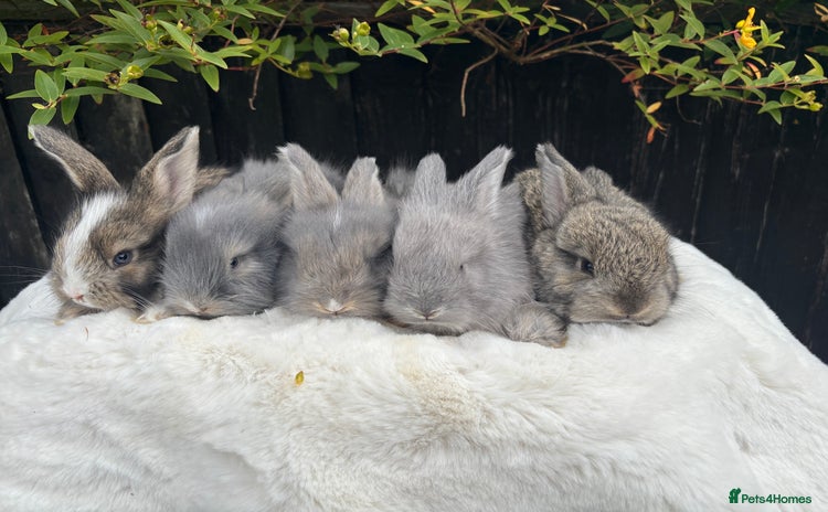 Angora rabbits - Advert 13