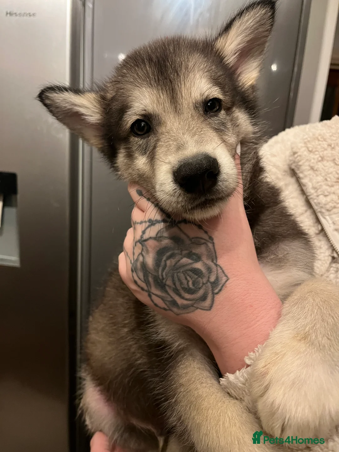 Northern Inuit dogs for sale: Northern Innuit puppies for sale  - Advert 21