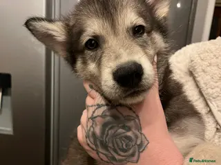 Northern Inuit dogs Northern Innuit puppies for sale - Advert 1