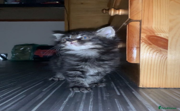 Maine Coon cats - Advert 1