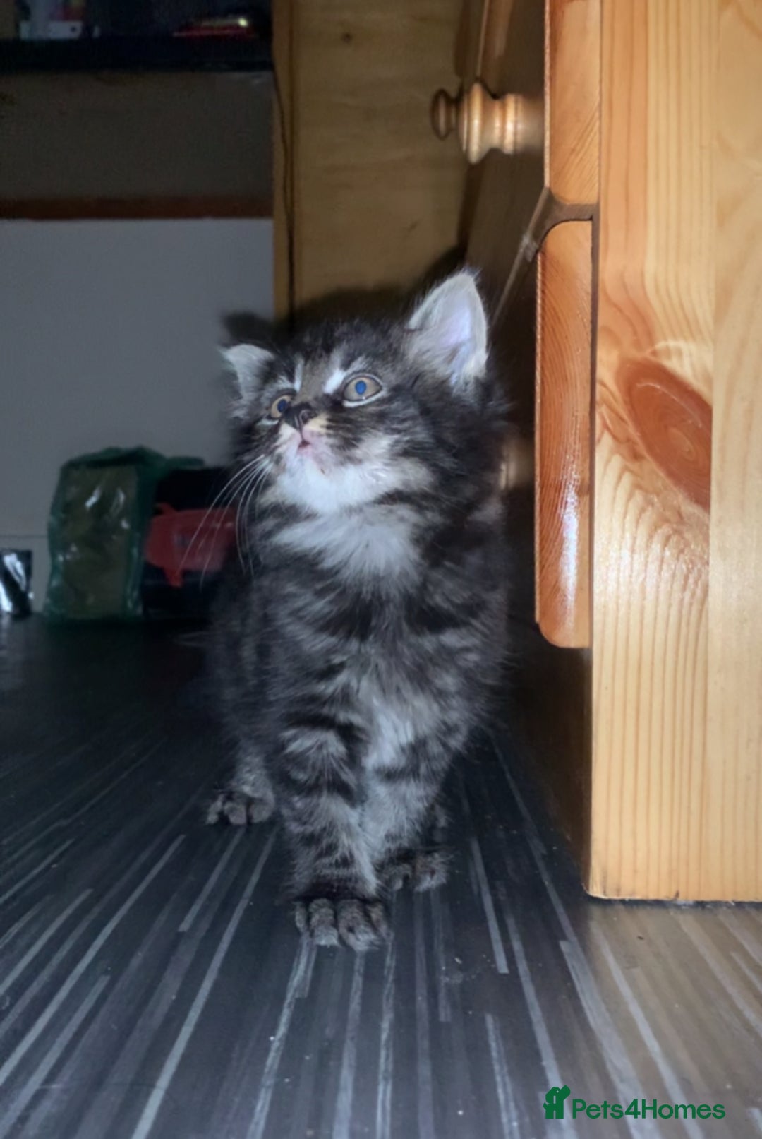 Maine Coon cats for sale: Stunning maincoon  - Image 1