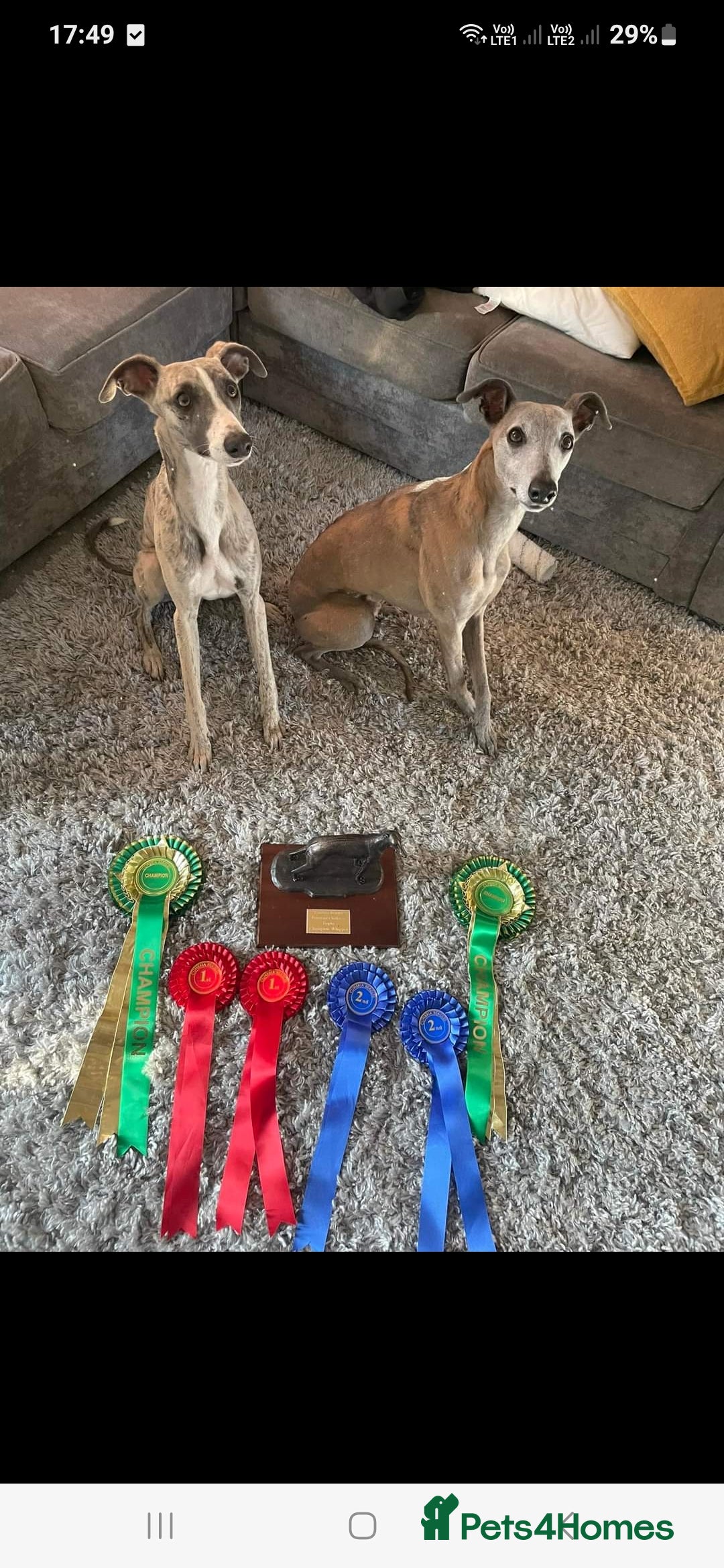 Whippet dogs for sale: Stunning whippet puppies  - Advert 22