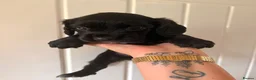 Cocker Spaniel dogs for sale: 3 cocker pups  - Advert 6