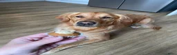 Golden Retriever dogs for sale: One Gorgeous Working Golden Retriever Puppy  in Wellington - Advert 18