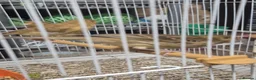 Mixed Breed birds for sale: Cannry  - Advert 1