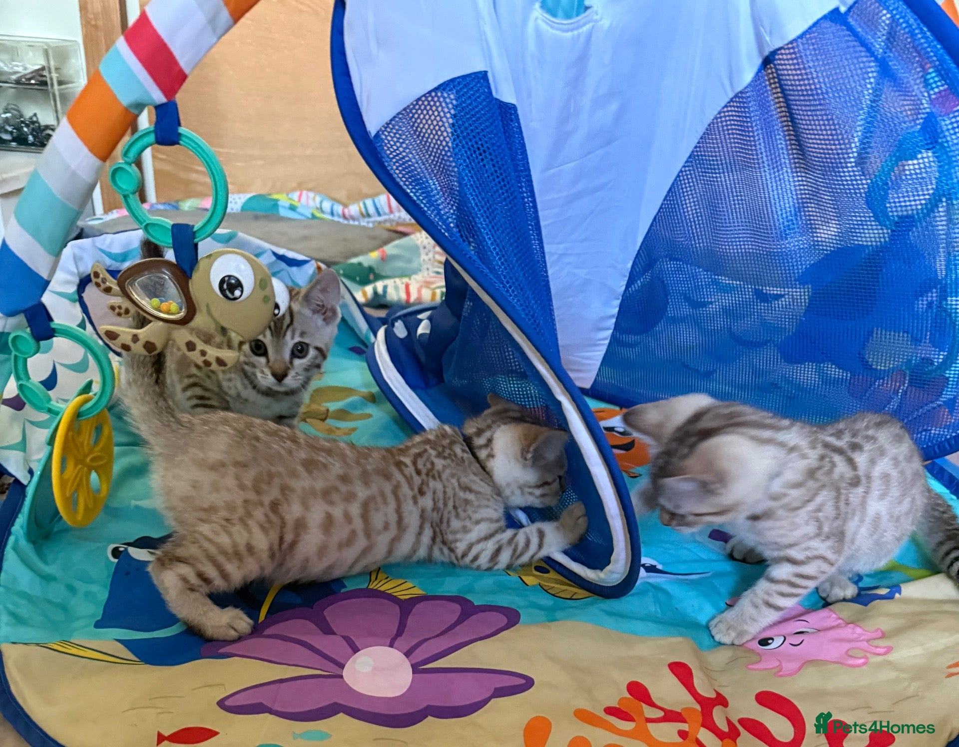 Bengal cats for sale: Snow babies! 🩷💙 Pedigree TICA Bengal Kittens - Advert 2