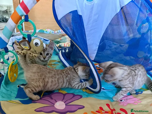 Bengal cats for sale: Snow babies! 🩷💙 Pedigree TICA Bengal Kittens - Advert 2