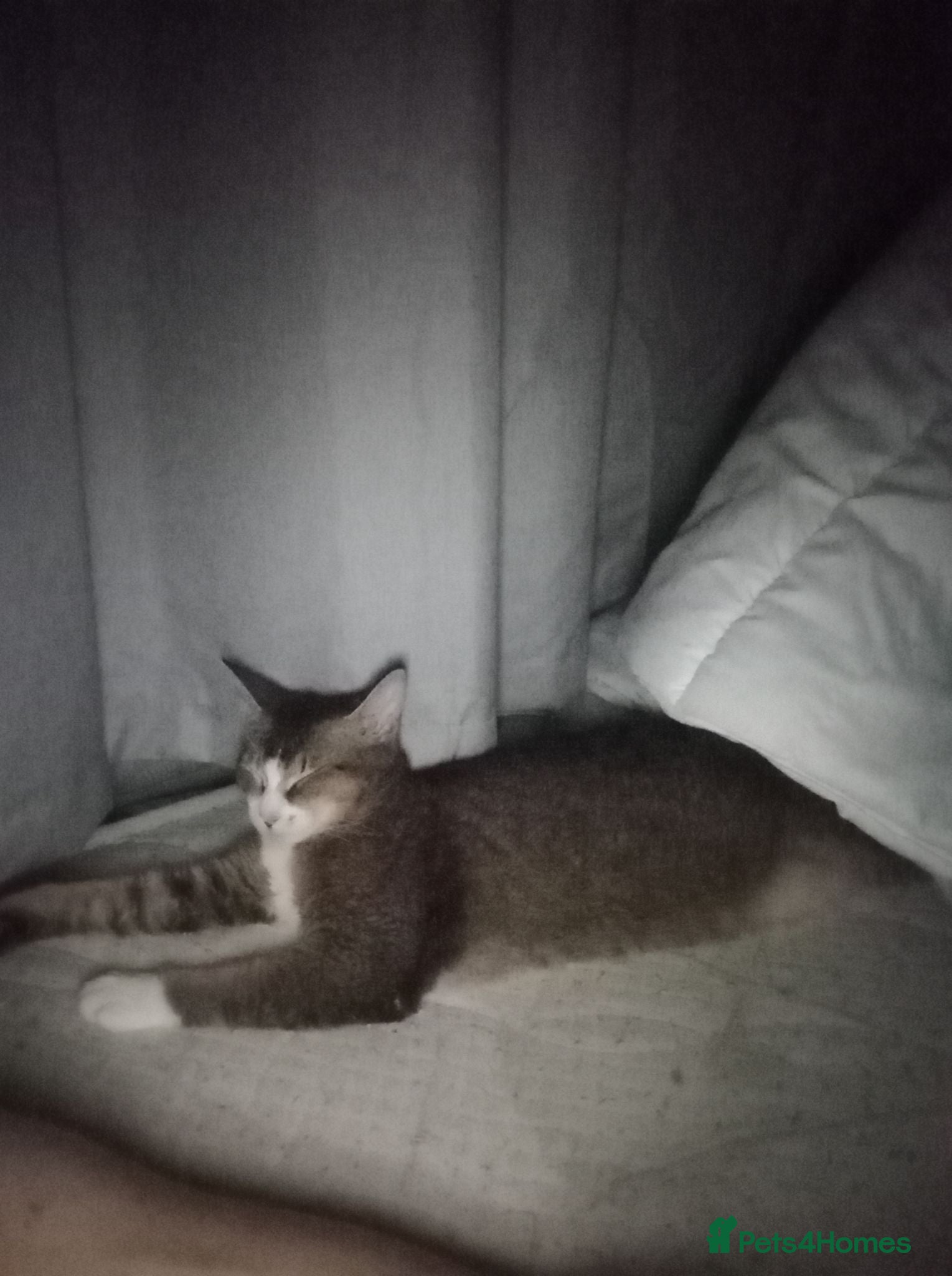 Mixed Breed cats Abyssinian X from outcross programme - Advert 2