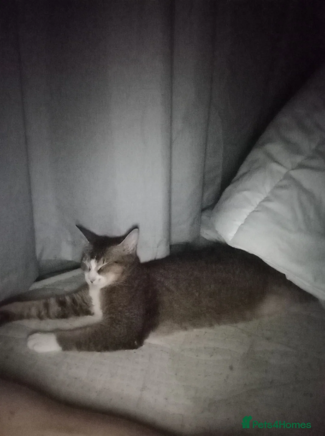 Mixed Breed cats for sale: Abyssinian X from outcross programme - Advert 1