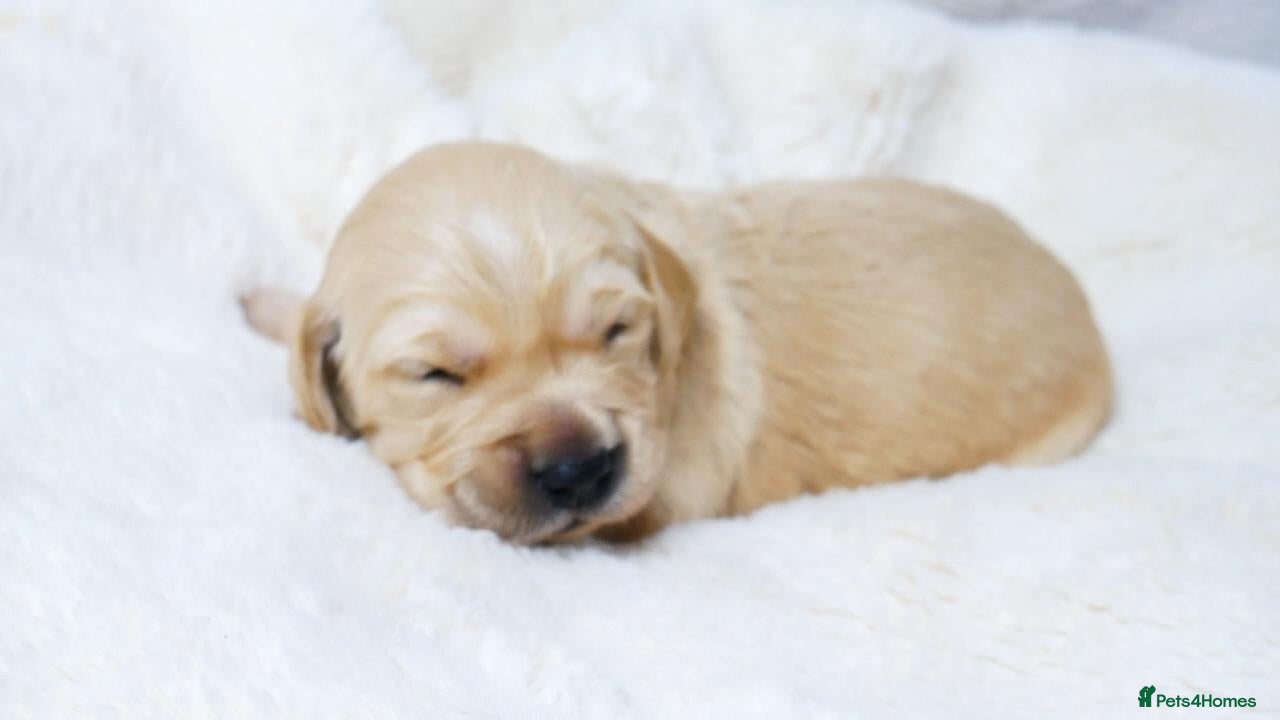 Golden Retriever dogs KC Golden Retriever from Health Tested Parents - Advert 1