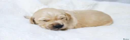 Golden Retriever dogs for sale: KC Golden Retriever from Health Tested Parents - Advert 1