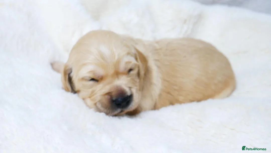 Golden Retriever dogs for sale: KC Golden Retriever from Health Tested Parents - Advert 1