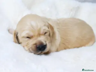 Golden Retriever dogs KC Golden Retriever from Health Tested Parents - Advert 1
