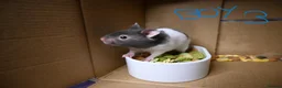 Hamster rodents for sale: Mixed Syrian hamsters ready to go  in Preston - Advert 13