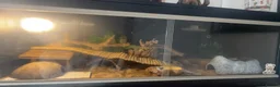 Leopard Gecko reptiles for sale: Albino Leopard Gecko in Penrith - Advert 5
