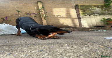 Dobermann dogs - Advert 2