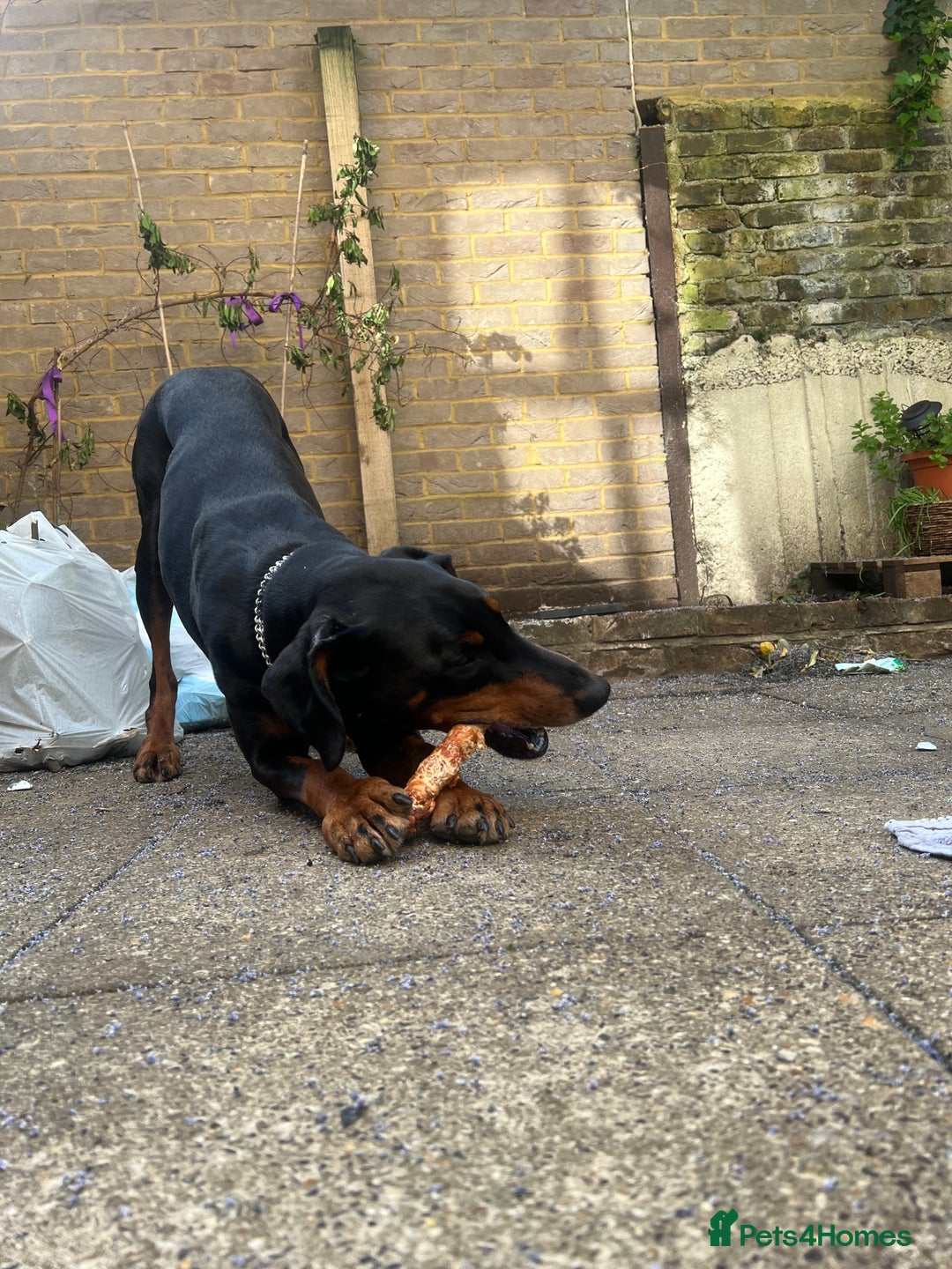 Dobermann dogs for sale: Sweet Doberman Girlie ❤️(price negotiable) - Image 3