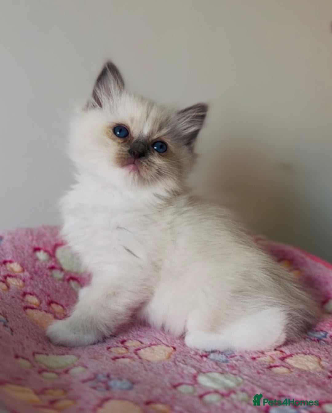 Ragdoll cats for sale: 💙🐾Tica full Pedigree🐾EU Ragdoll 🐱🐾DNA Clear - Image 31