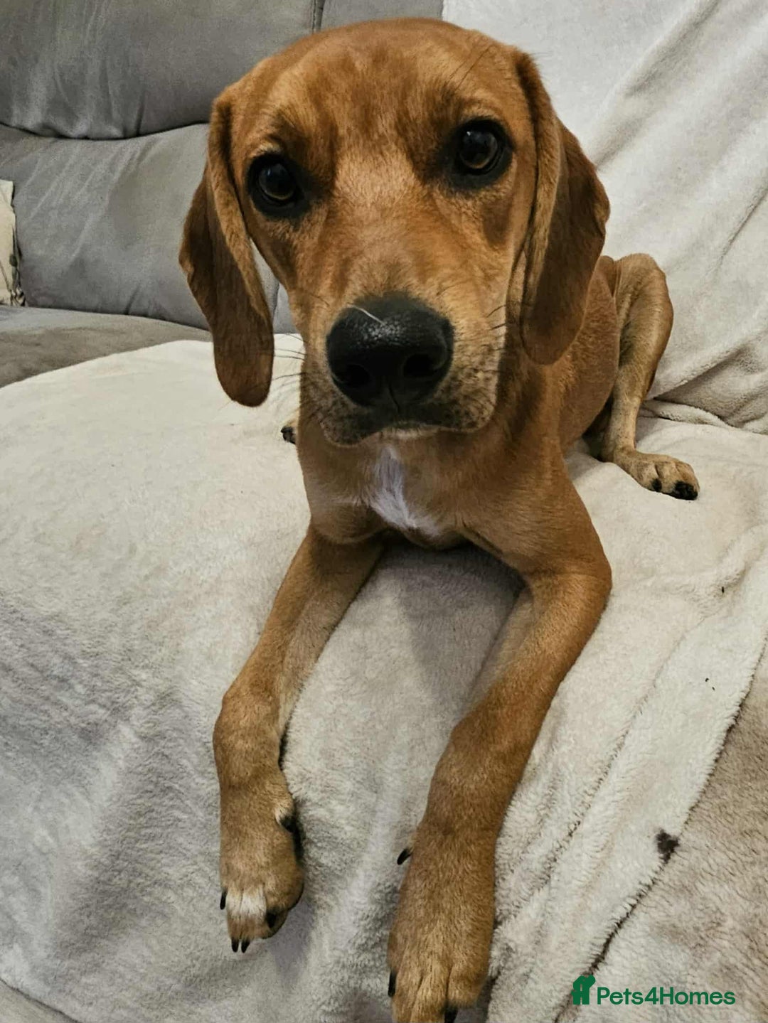 Mixed Breed dogs for adoption: RUBY – 7.5 months old, girl, Mix with Vizla / Lab - Image 4