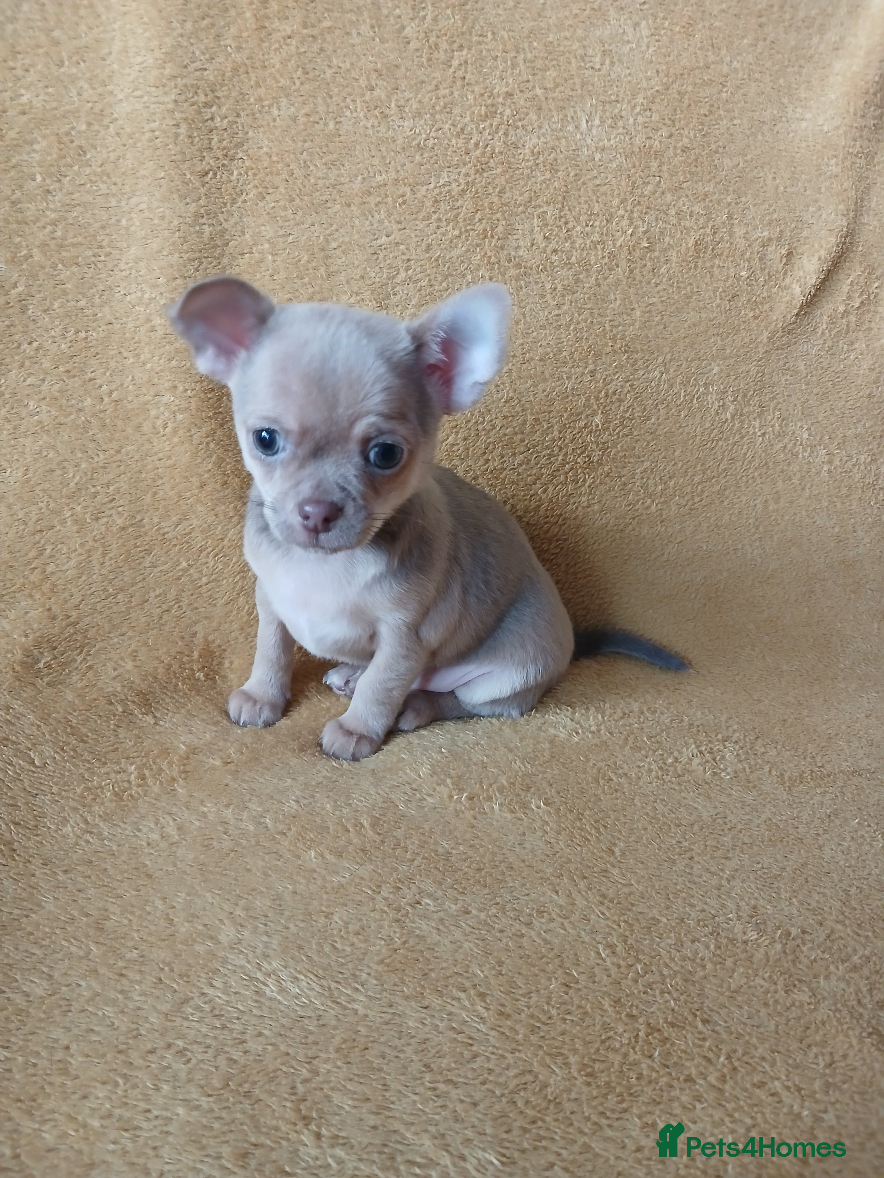 Chihuahua dogs ❤️STUNNING SMOOTH COAT CHIHUAHUAS❤️ - Advert 3