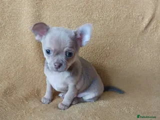 Chihuahua dogs ❤️STUNNING SMOOTH COAT CHIHUAHUAS❤️ - Advert 3