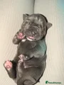 Cane Corso Puppy 12