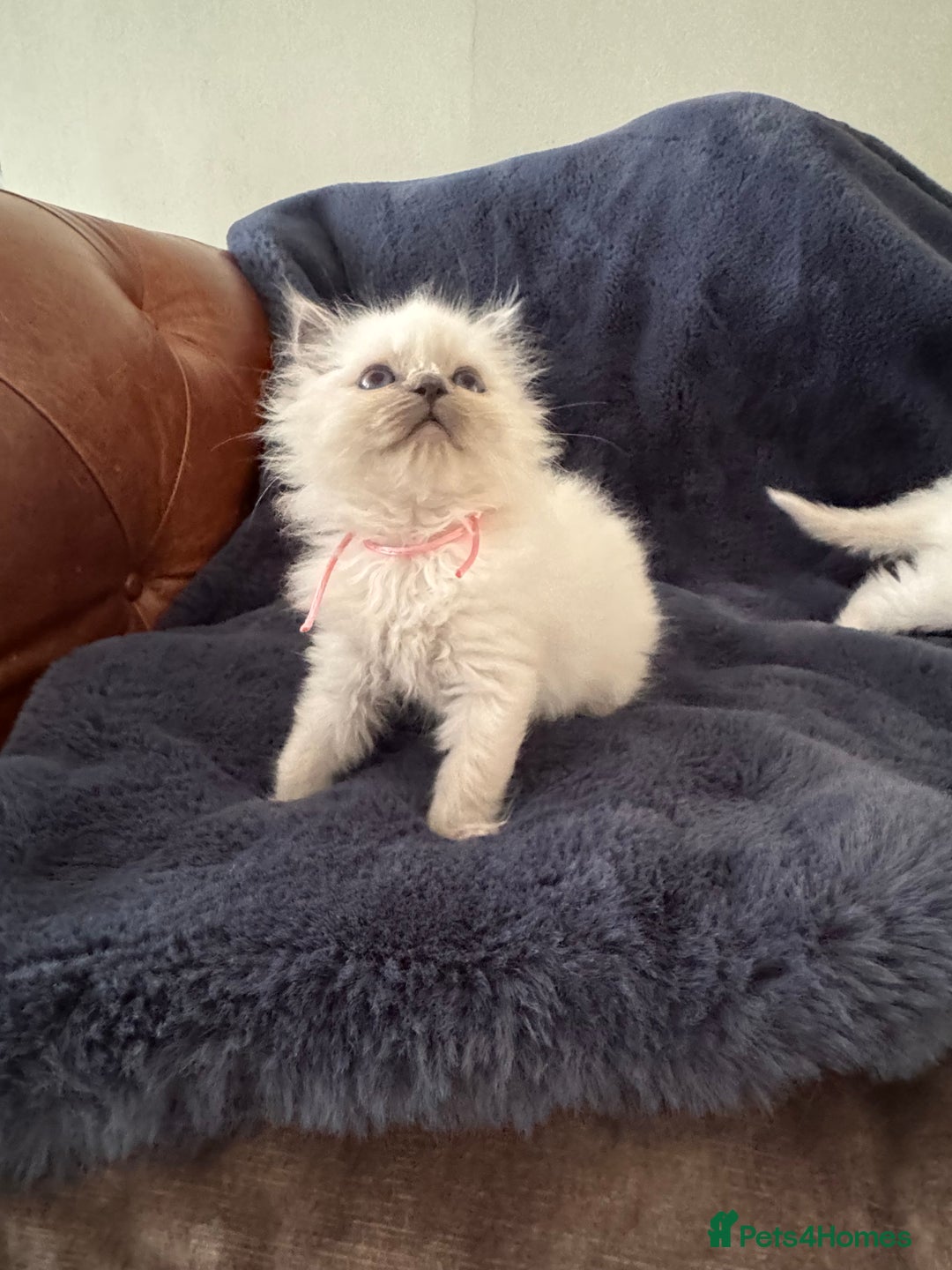 Birman cats for sale: Beautiful Birman Kittens - Image 15