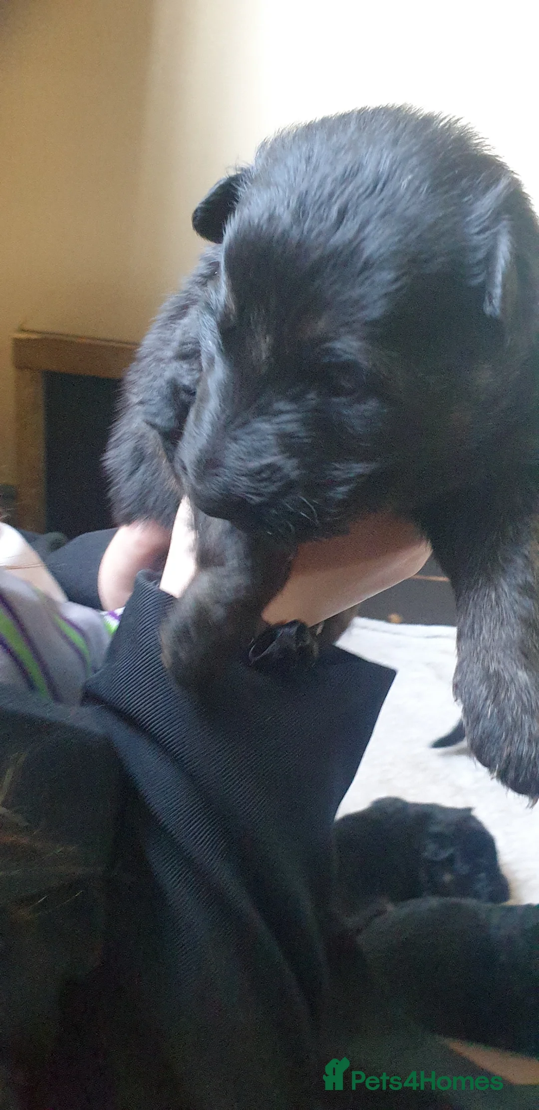 German Shepherd dogs for sale: Full long haired GSD pups - Advert 2