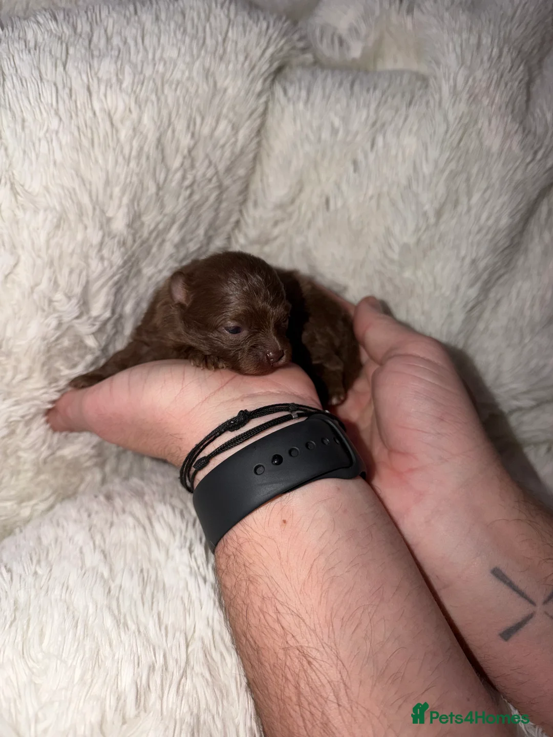 Pomeranian dogs for sale: Beatuful tiny Russian Pomeranian’s  - Advert 6