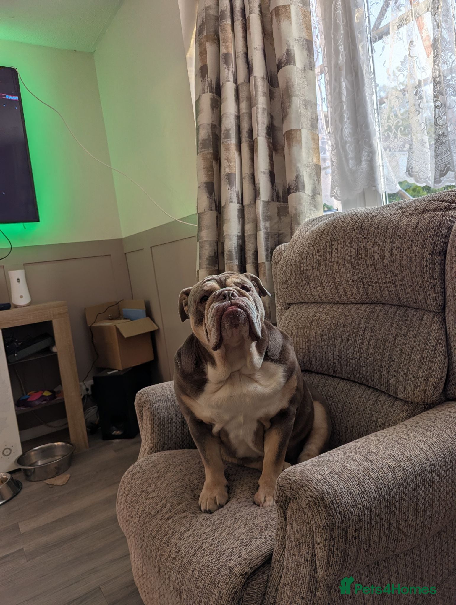 English Bulldog dogs English bulldog  - Advert 2