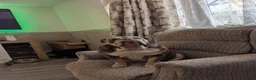 English Bulldog dogs for sale: English bulldog  - Advert 1