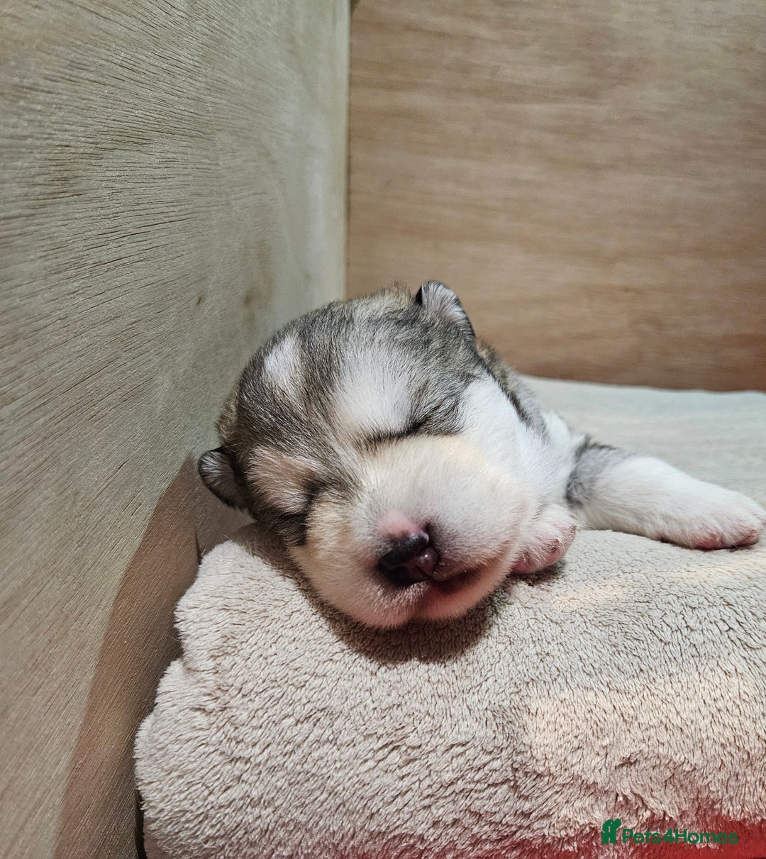 Alaskan Malamute dogs for sale: Litter B  - Advert 7