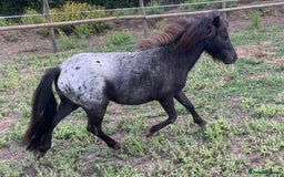 Miniature horses for sale: Stunning Miniature Shetlands - Image 4