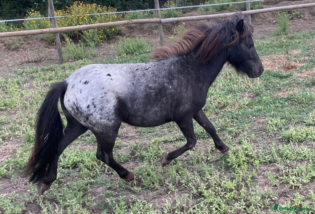 Miniature horses for sale: Stunning Miniature Shetlands - Image 4
