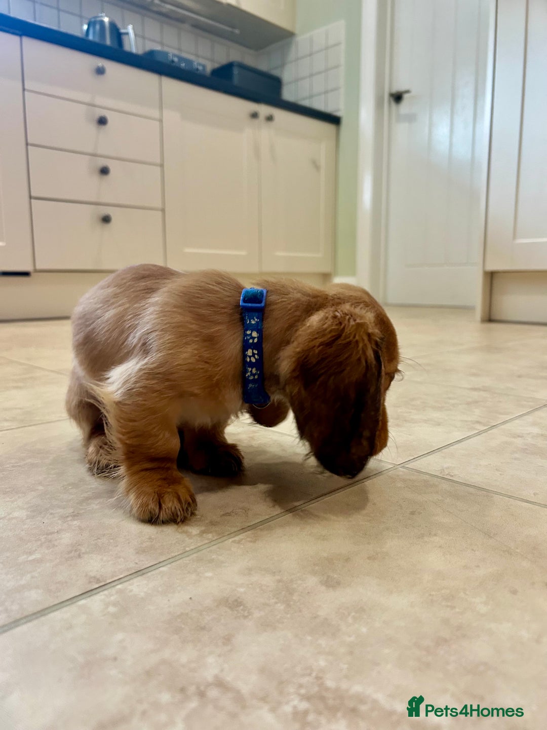 Miniature Dachshund dogs for sale:  LAST ONE - Long Haired Miniature Dachshund - Image 11