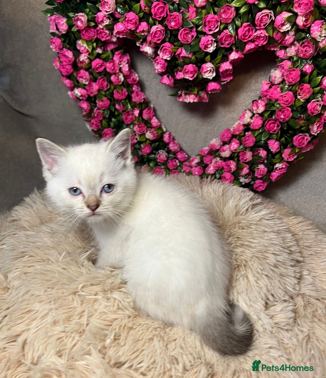 Mixed Breed cats for sale: 6 cute blue-eyed Ragdoll and BSH mix kittens  - Advert 31