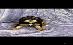 Cavapoo dogs for sale: Stunning rare colour F1 Cavapoo’s  - Image 10