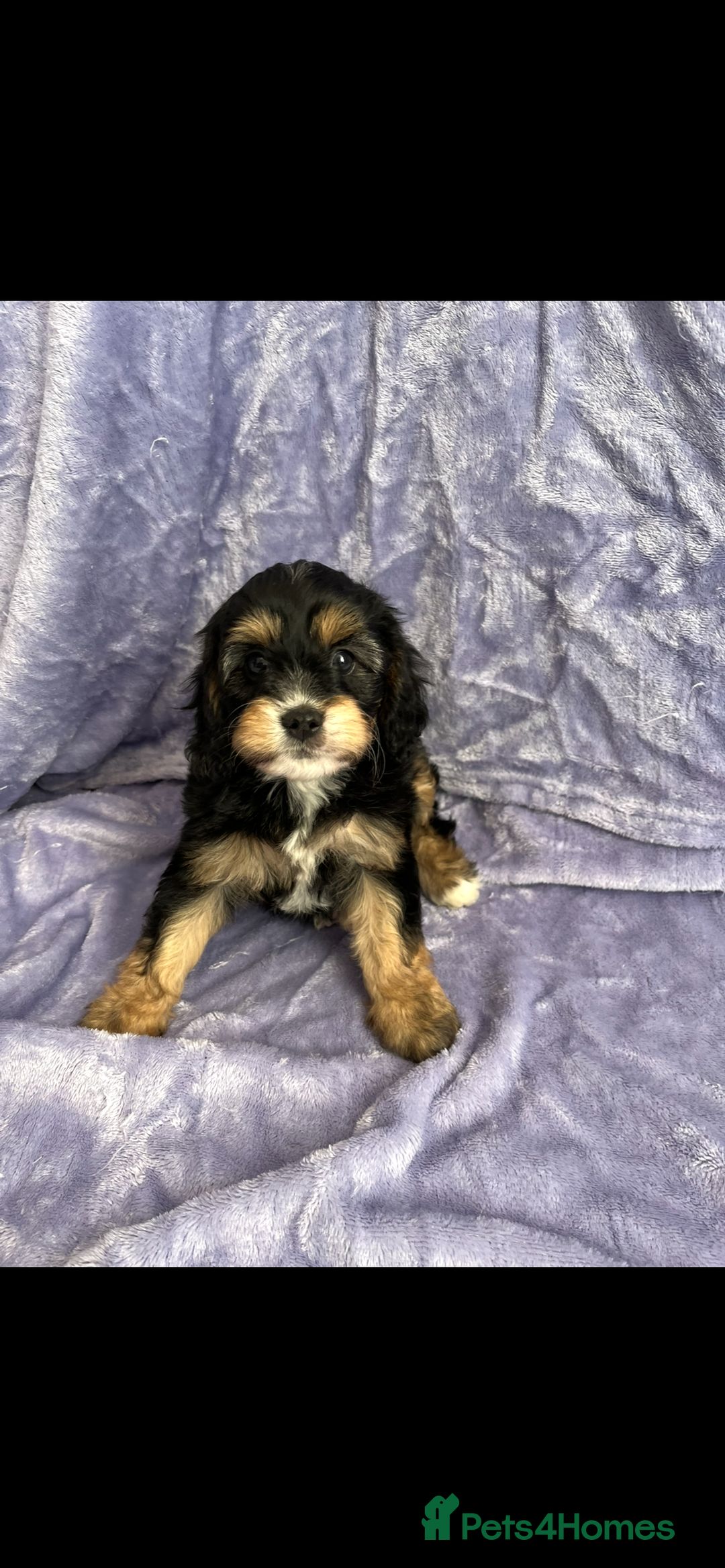 Cavapoo dogs for sale: Stunning rare colour F1 Cavapoo’s  - Image 10