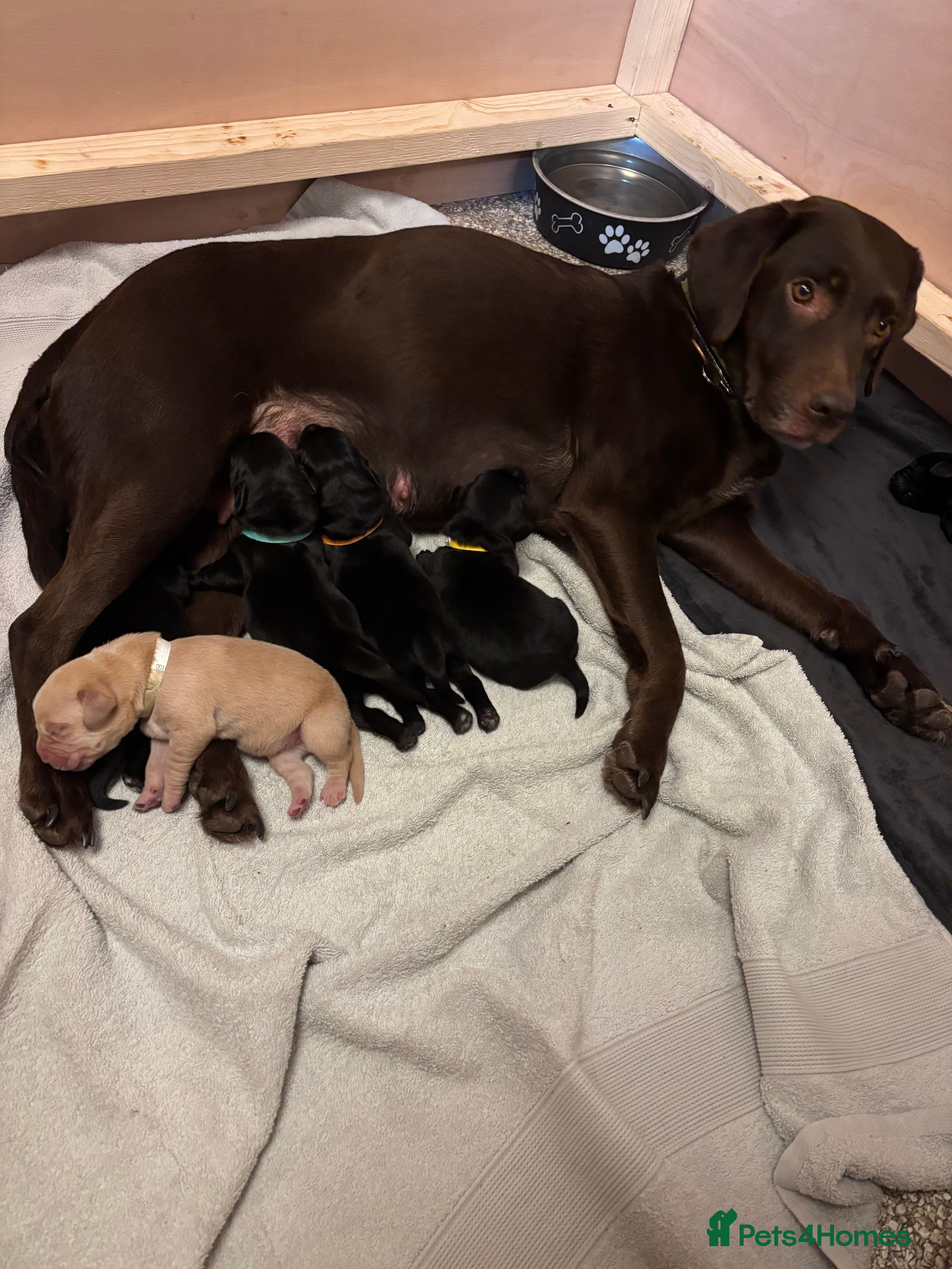 Labrador Retriever dogs Black Labrador puppies near Salisbury/Andover in Salisbury - Advert 3