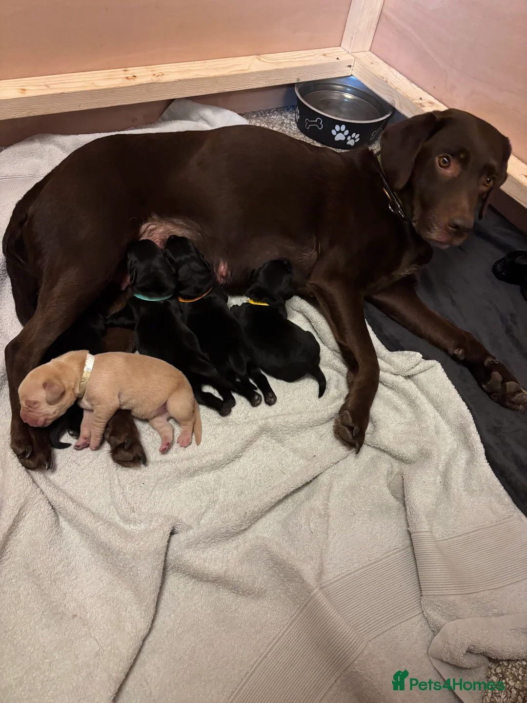 Labrador Retriever dogs for sale: Black Labrador puppies near Salisbury/Andover in Salisbury - Advert 1