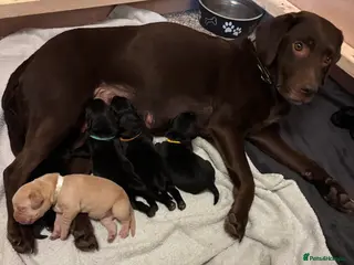 Labrador Retriever dogs Black Labrador puppies near Salisbury/Andover in Salisbury - Advert 1