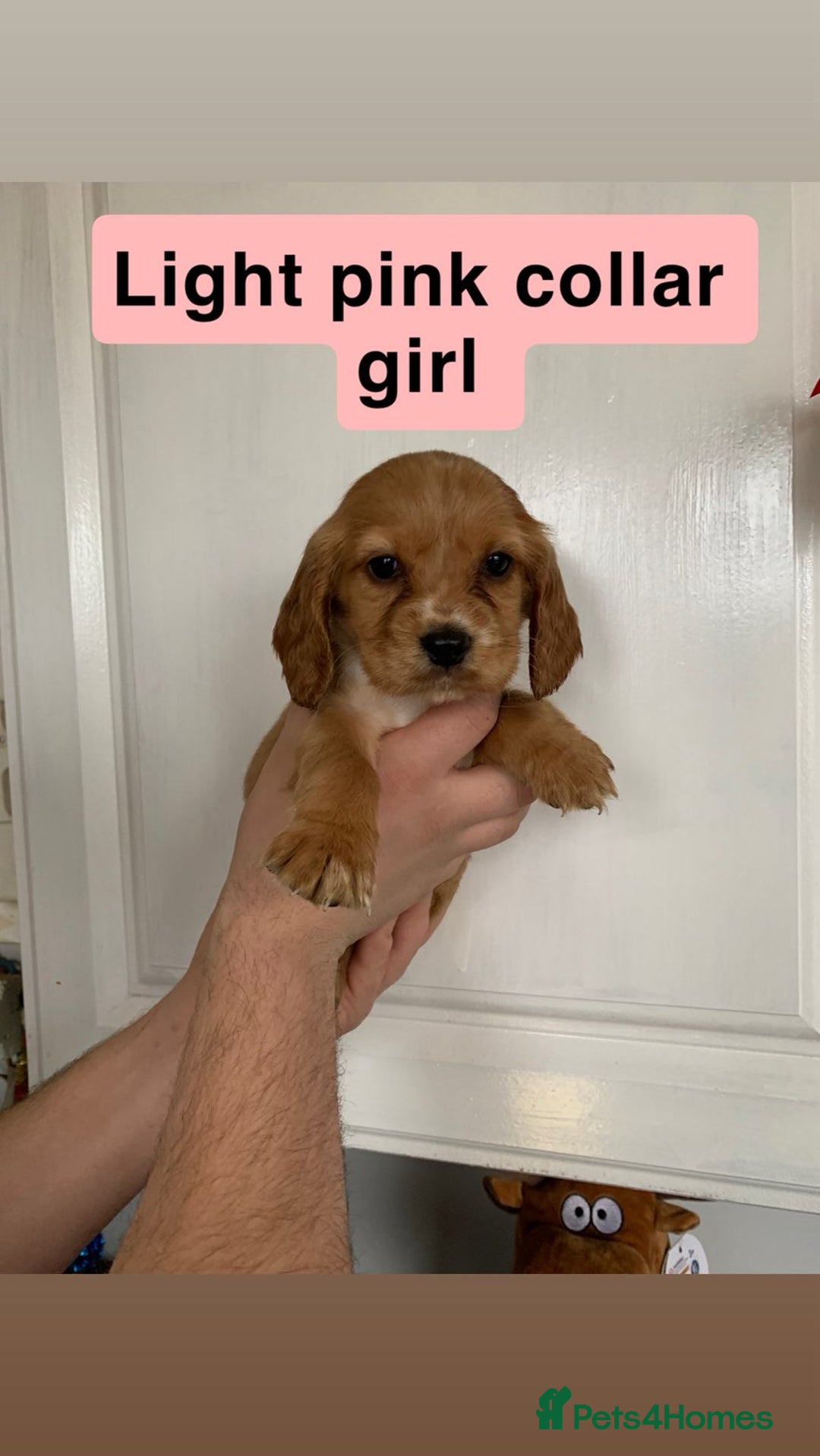Cocker Spaniel dogs for sale: Showtype cocker spaniels  - Advert 7