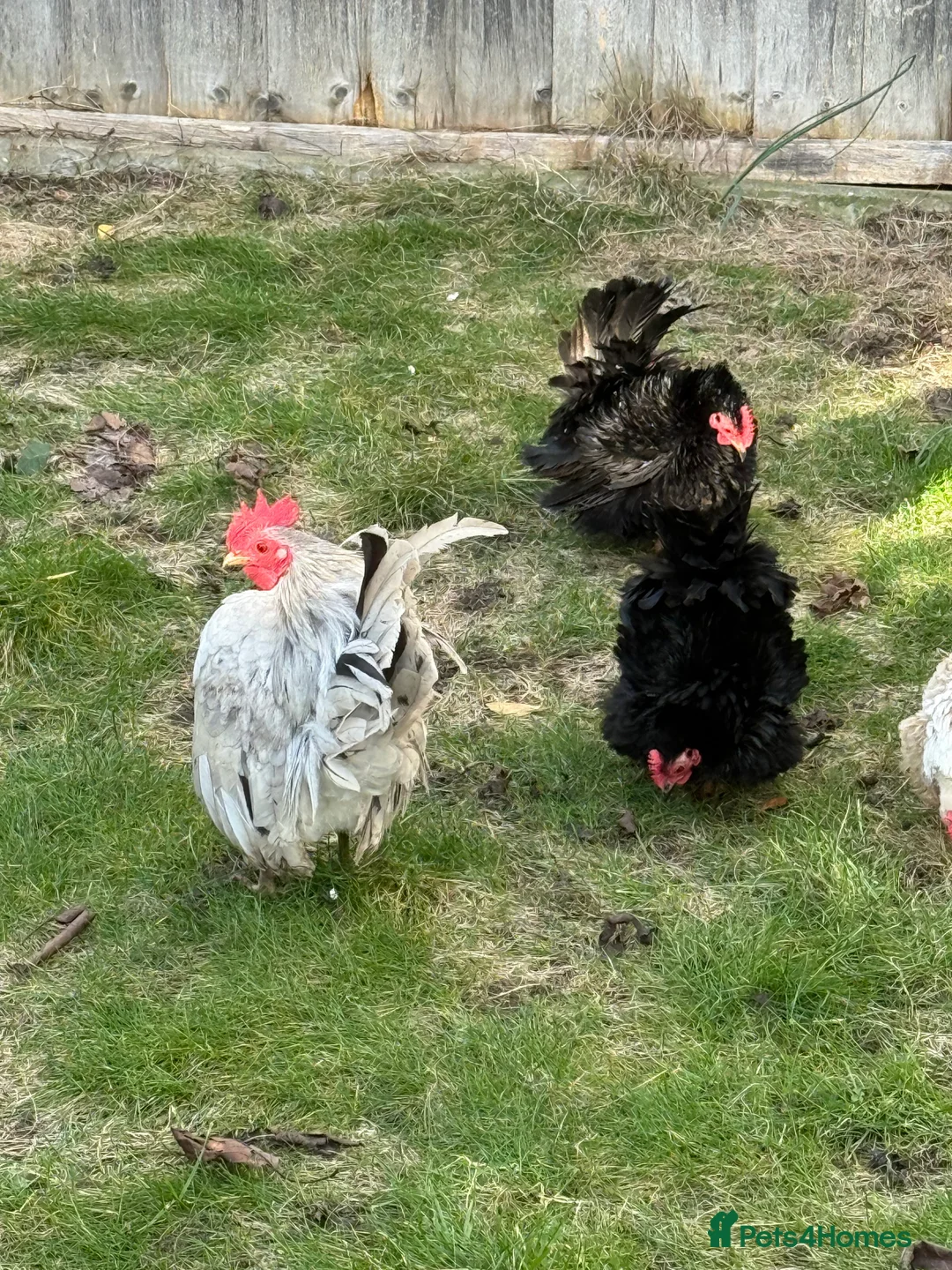 Mixed Breed birds for sale: A flock of pure show quality Seramas - Advert 5