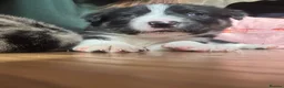 Border Collie dogs for sale: Male border Collie pup  - Advert 3