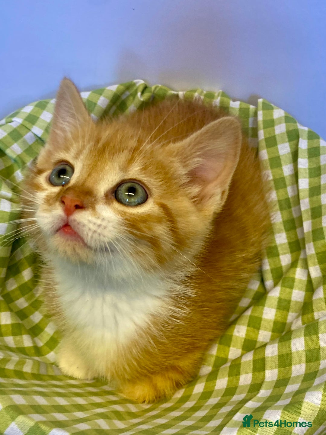 European cats for sale: Colourful kittens - Image 10